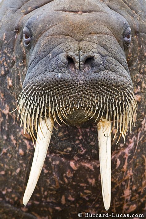 Encyclopedia Of Animal Facts And Pictures Walrus