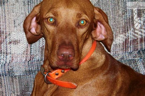 More frequent brushing will be required during seasonal changes. Blue Boy | Vizsla puppy for sale near Victoria, Texas ...