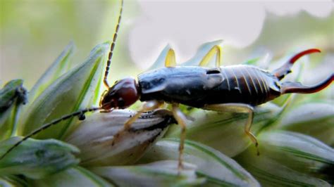 The 15 Insects Most Dangerous To Your Garden Plus How Do You Keep