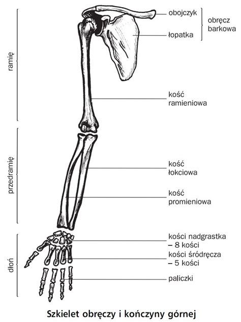 Anatomia Człowieka Schemat Po Polsku