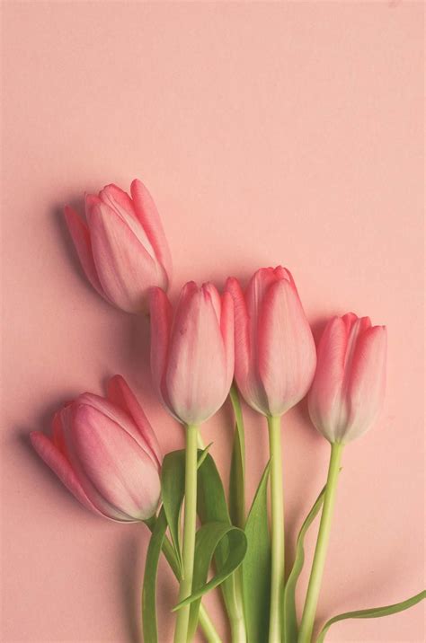 Pink Tulip Wall Art Flower Photograph Bouquet Romantic Etsy ピンクの