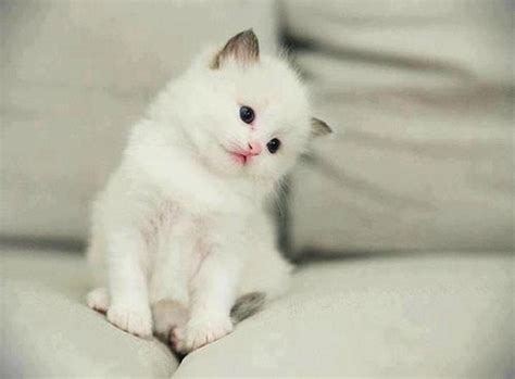 Cute White Fluffy Kitten Raww