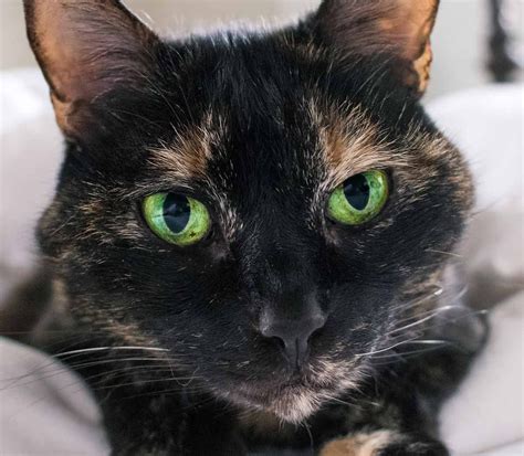 When Will My Kittens Eyes Change Color
