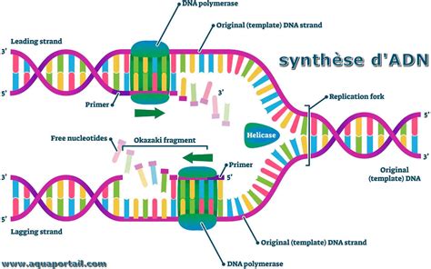 Synthèse d ADN définition illustrée avec explications AquaPortail