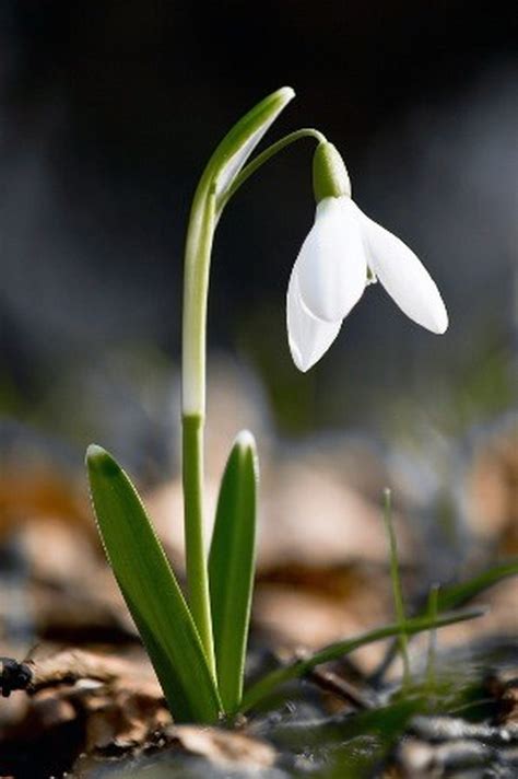In 1987, im soo ho and eun young cho are students at a prestigious university. Heald Place Primary School - Snowdrop planting