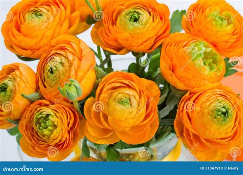 Orange Ranunculus Bouquet Close Up Stock Photo Image Of Beautiful