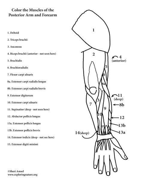 Muscles Of The Arm And Forearm Posterior Coloring Page