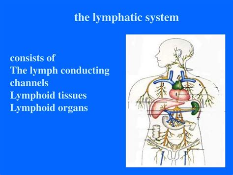 Lymphatic System Pathway