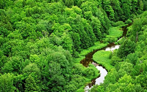 World Visits: Green Forest best wallpapers images