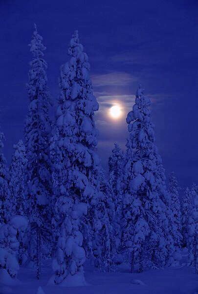 Snow Covered Trees At Night And Moonlight Winter Scenery Winter Scenes