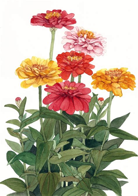 Multicolor Zinnia Group Original Watercolor By Wanda Zuchowski Schick
