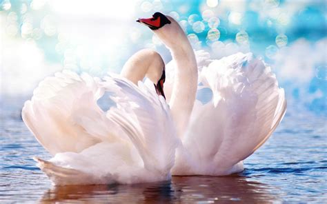 100 Swan Hd Wallpapers Background Images