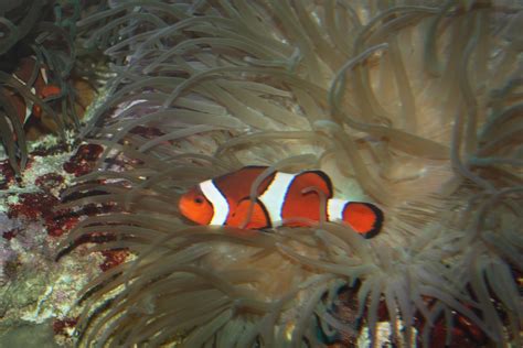 Mutualism is a relationship between organisms from two different species in which both of the organisms benefit from the relationship. WHS AP Bio 2012: Crowley: Mutualism