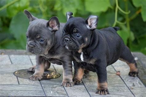 How Much Is A French Bulldog Puppy