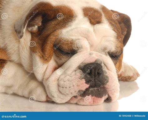 English Bulldog Sleeping Stock Photo Image Of Frown Haired 7092408