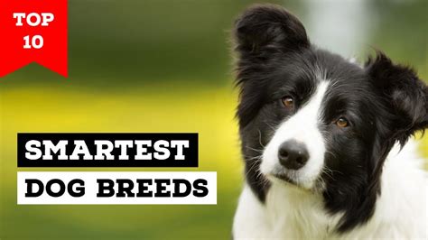 Top 10 Smartest Dog Breeds In The World Youtube