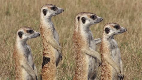 Funny Animalsgroup Meerkats Standing Alert Looking Stock Footage Video