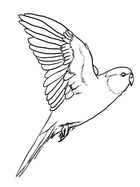 Coloring Books Coloring Pages Animal Line Drawings Bird  Bourke