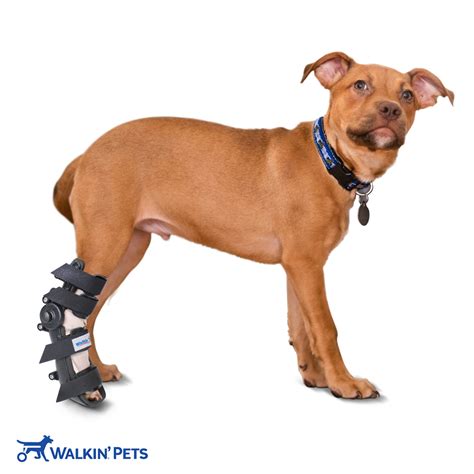Adjustable Dog Splint Walkin Fit Dog Splint Walkin Pets