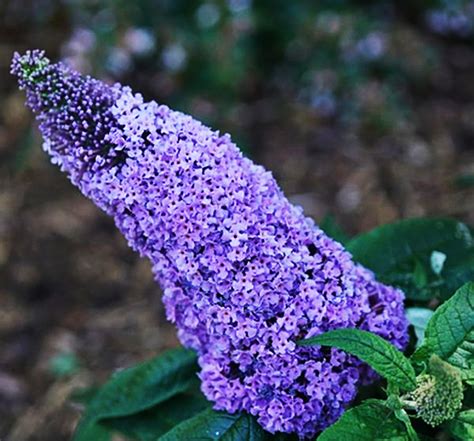 Pugster Amethyst Butterfly Bushes For Sale Online The Tree Center