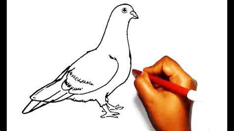 How To Draw A Pigeon Easy Drawing Youtube