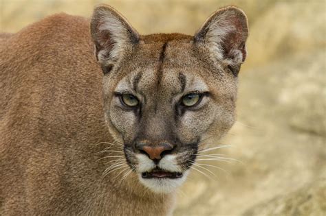 Cougar Hd Wallpaper Background Image 2048x1365