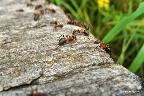 Ameisenplage in küche, haus, garten oder balkon? Was hilft gegen Ameisen im Garten? 5 wirksame Hausmittel