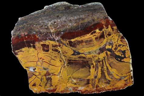 61 Polished Chert Replaced Domal Stromatolite Slab Australia