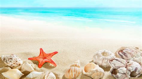 Desktop Wallpaper Horizon Beach Sand Shell Starfish 4k Hd Image