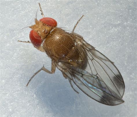 Fruit Fly Abdomen Sem Stock Image C0290353 Science Photo Library