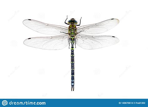 A Big And Pretty Dragonfly Aeshna Cyanea On White Ground Stock Photo
