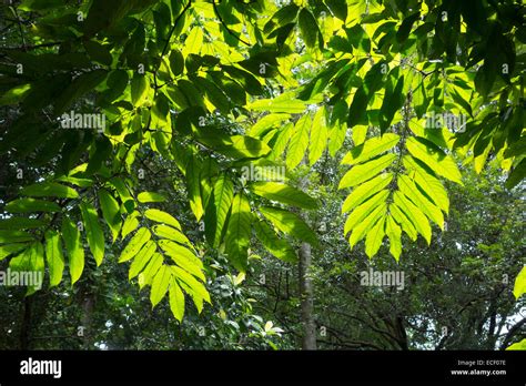 Tropical Jungle Canopy Leaves Silhouetted By The Sun Stock Photo Alamy