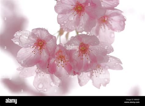 Close Up Of Cherry Blossoms Stock Photo Alamy