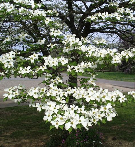 This tree traditional produces flowers with a soothing white hue a month later than the american variety of this dogwood. Flowering Dogwood Tree Attract cardinals | Dogwood trees ...