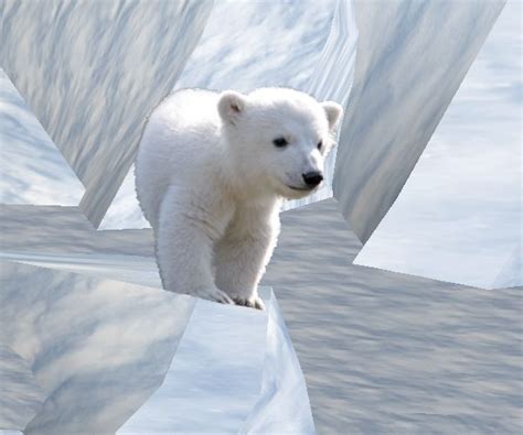 The Habitats Of Polar Bears Are In And Around Water And On Tundras Frozen Land Xxxpicss Com