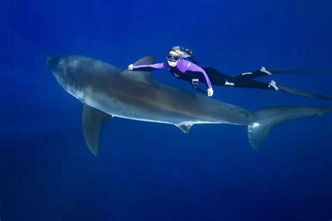 Video Of Swimmer Riding Shark Ocean Ramsey Swam With Foot Great Whites Off Baja In Mexico