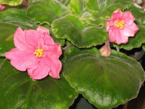 Our african violet information and care guide try using water that has stood at room temperature for an hour or so. Shanti's African violets: Featured violet: Sunny Salmon