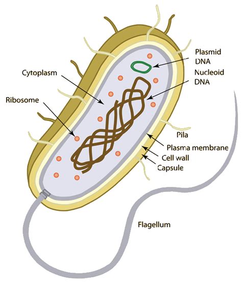 Biology Genius Prokaryote And Eukaryote Cells Genius