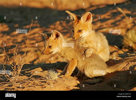 Cape Fox Young Animals Play Vulpes Macrotis Kapfuchs Jungtiere