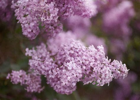 Lilac Wall Art Purple Flower Photography Violet Home Decor Etsy