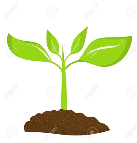 Tree Seeds Clipart 20 Free Cliparts Download Images On Clipground 2024