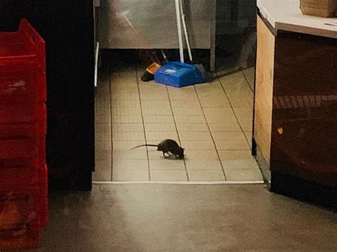 Rat Infestation In Oporto Sydney Store Video The Advertiser