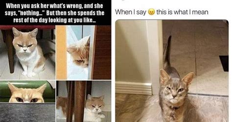 Just like watching funny cat videos, cat memes featuring our favorite felines are just as hilarious. Cat memes 2020 That Will Made Your Day 1000% Batter ...