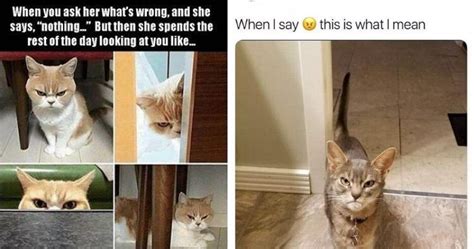 This cat is the world's most hateful cat, she hates everything and is fed up of whole world, learn more about this cat through these funny memes, you'll understand that you don't want to mess. Cat memes 2020 That Will Made Your Day 1000% Batter ...