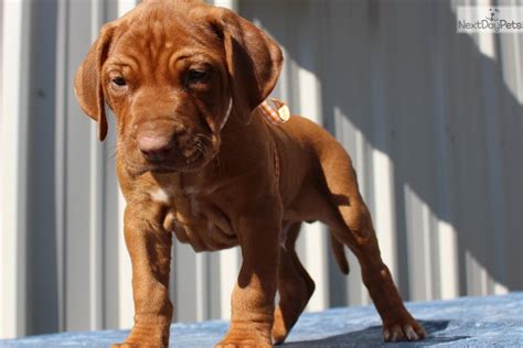 Sebastian Rhodesian Ridgeback Puppy For Sale Near Southeast Ks Kansas