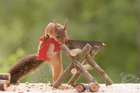 Squirrels Hard At Work These Hilarious Photos Show Red Squirrels Using