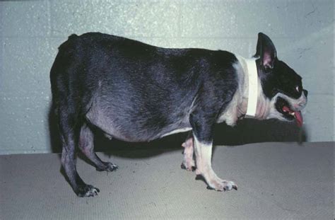 Pictures Of Cushings Disease In Dogs With Vet Explanations
