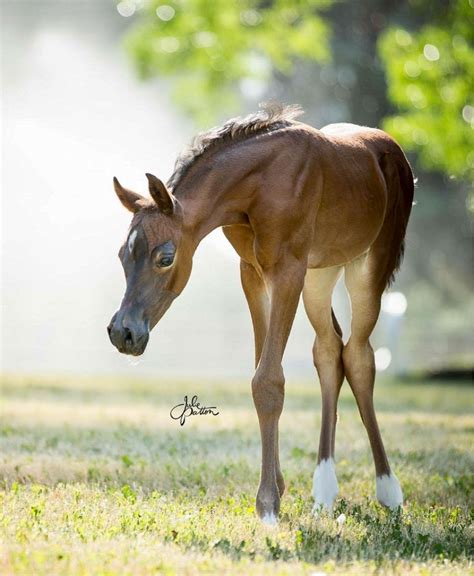 Beautiful Bay Arabian Foal Just As Delicate And Strong As A Fawn
