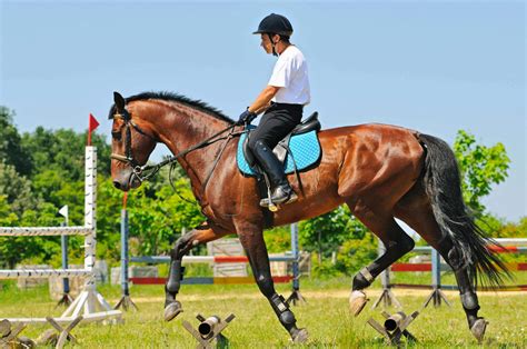 Benefits Of Cross Training Your Horse