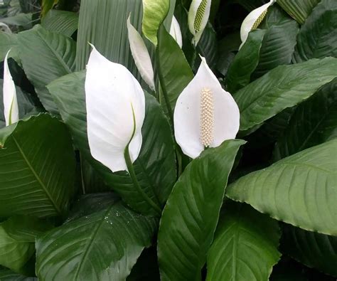 How To Care For A Peace Lily The Contented Plant